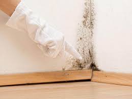 Why You Should Choose Our Mold Remediation Services in Bellerose, NY